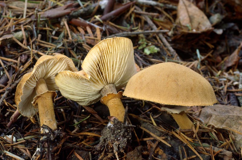 Cystoderma fallax